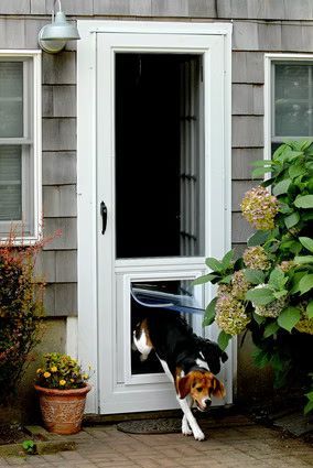 Beagle dog exiting a white screen door with a pet door, next to a building and plants.