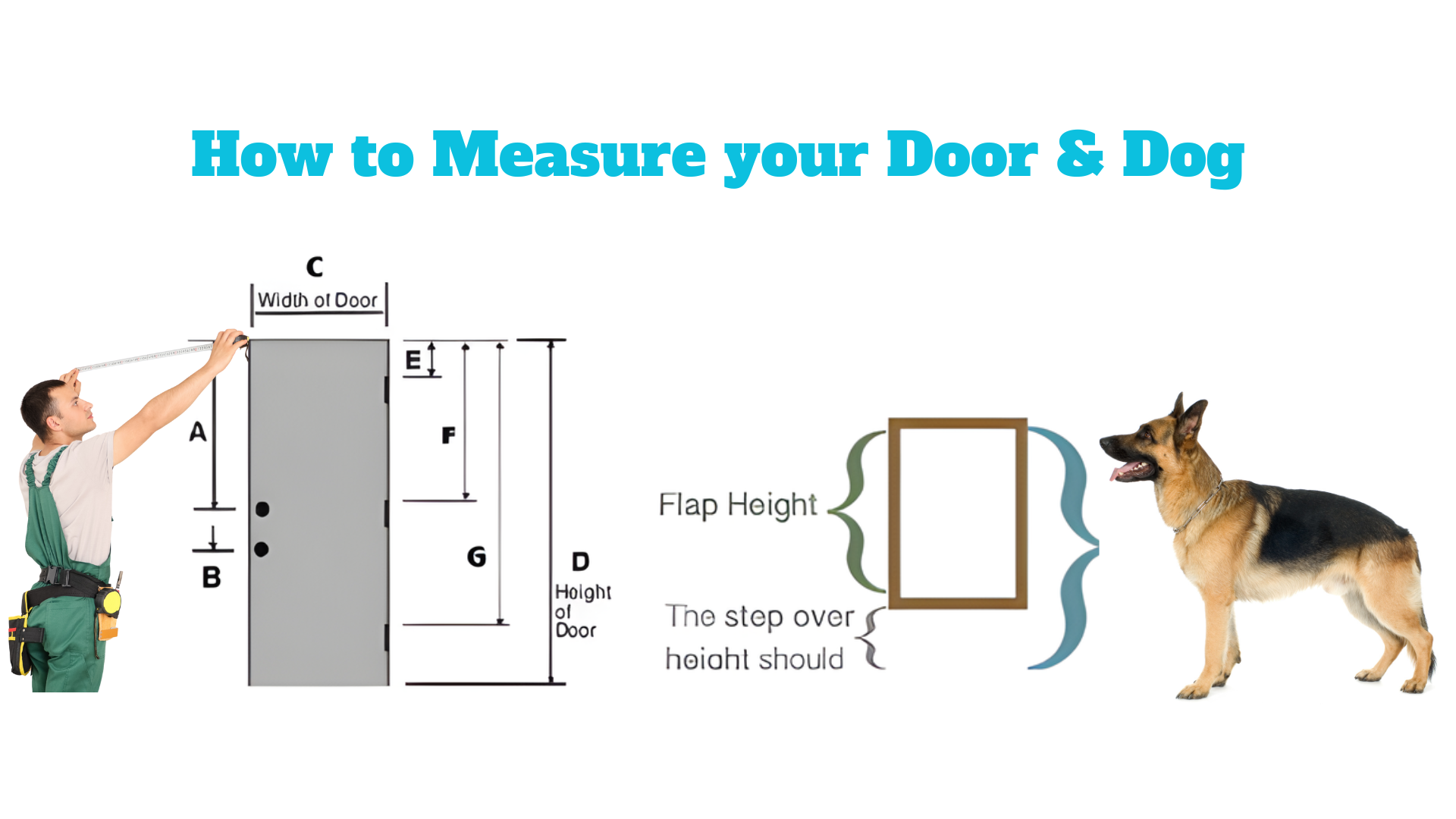 Diagram showing how to measure a door and a dog, with a man measuring and a dog standing next to it.
