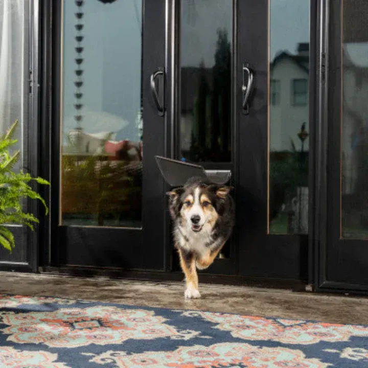 Dog exiting a pet door in a black glass door, on a patterned rug.