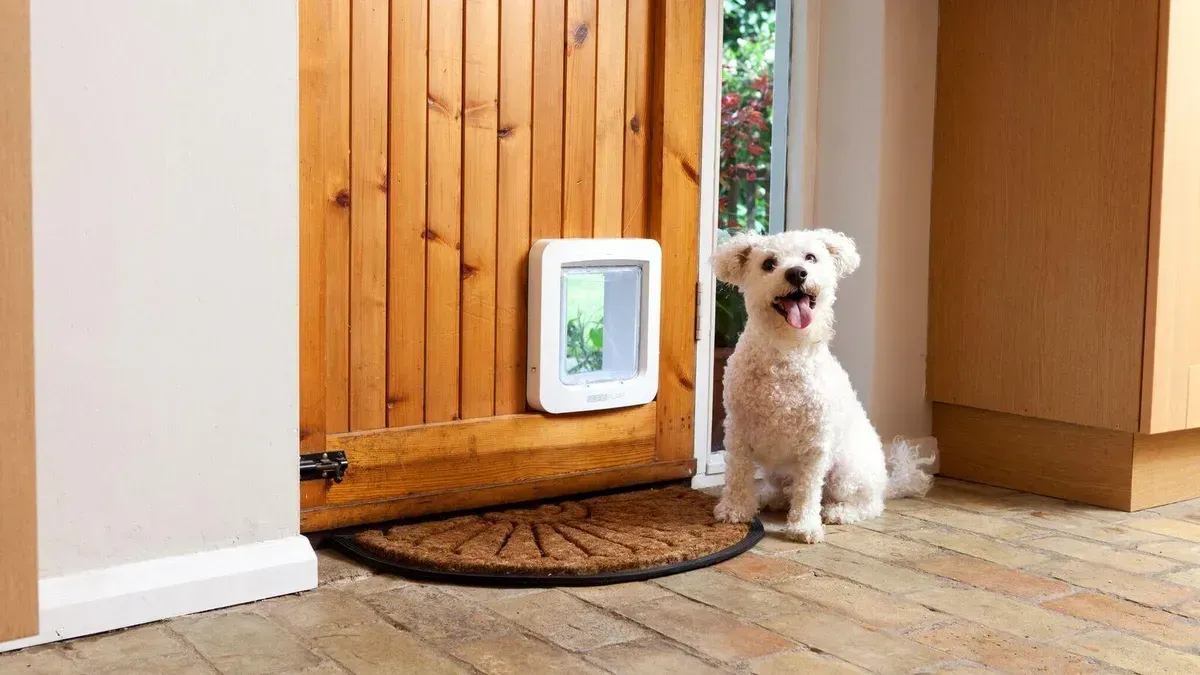 White dog sits by a pet door in a wooden door, looking excited.