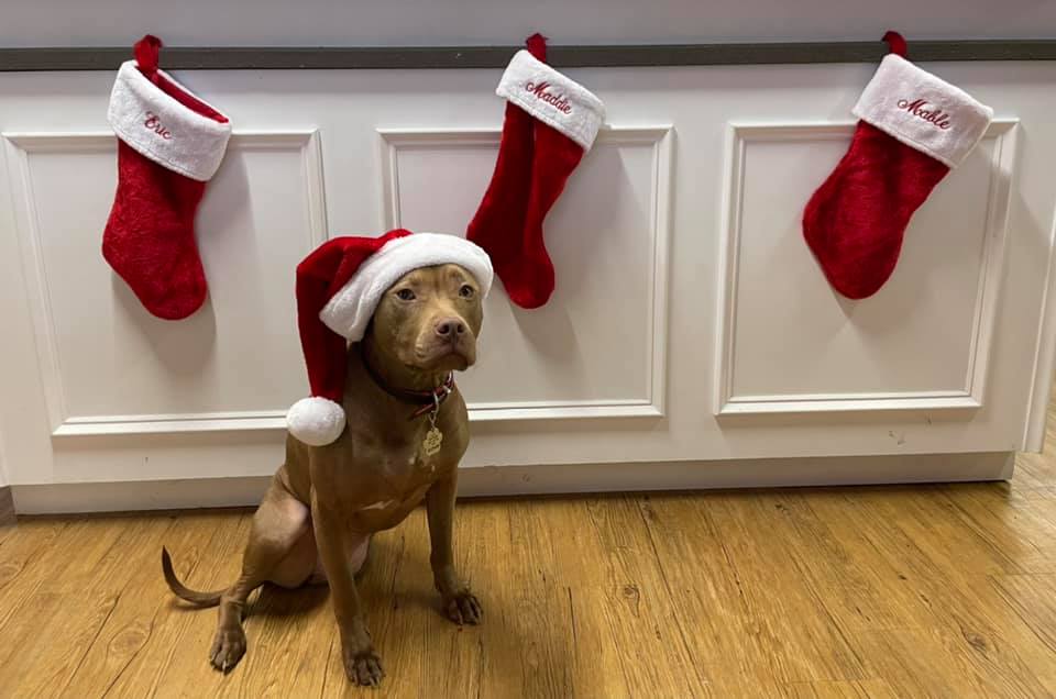 A brown dog wearing a Santa hat sits on a wood floor in front of three red Christmas stockings hung on a white wall.