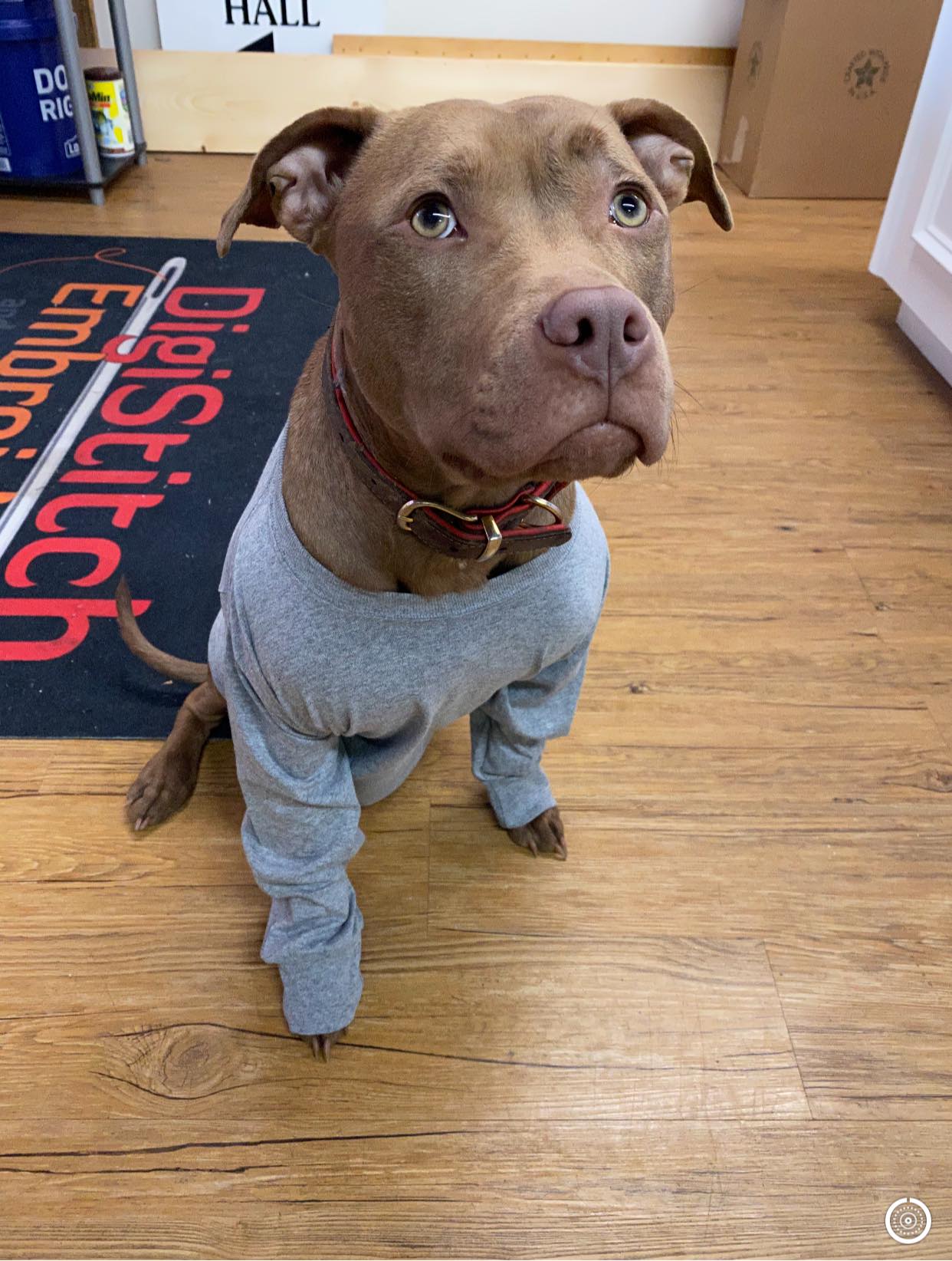 A brown pit bull wearing a gray long-sleeved shirt sits on a wooden floor in front of a dark floor mat.
