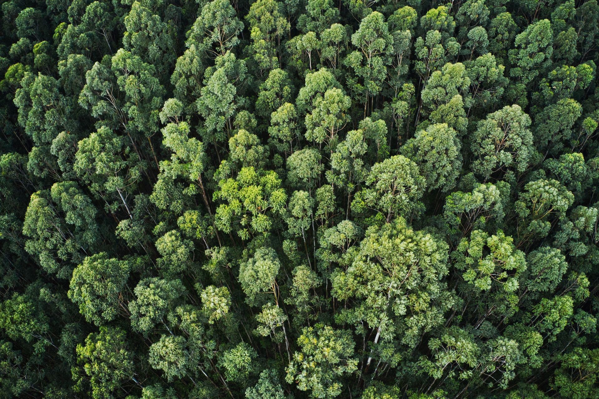Uma vista aérea de uma floresta verdejante com muitas árvores.