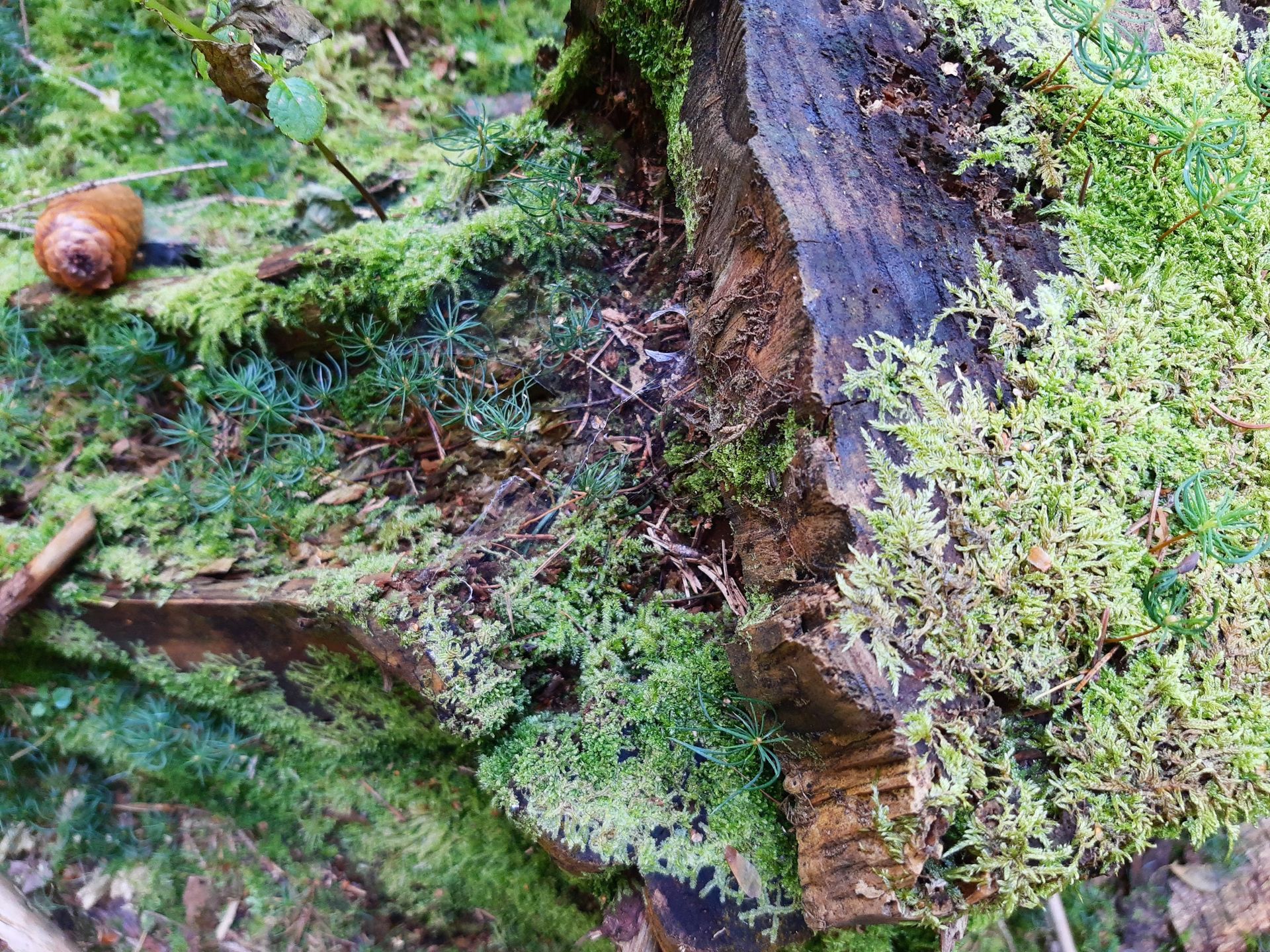 Waldboden mit Moos, morschem Holz und Pilzen