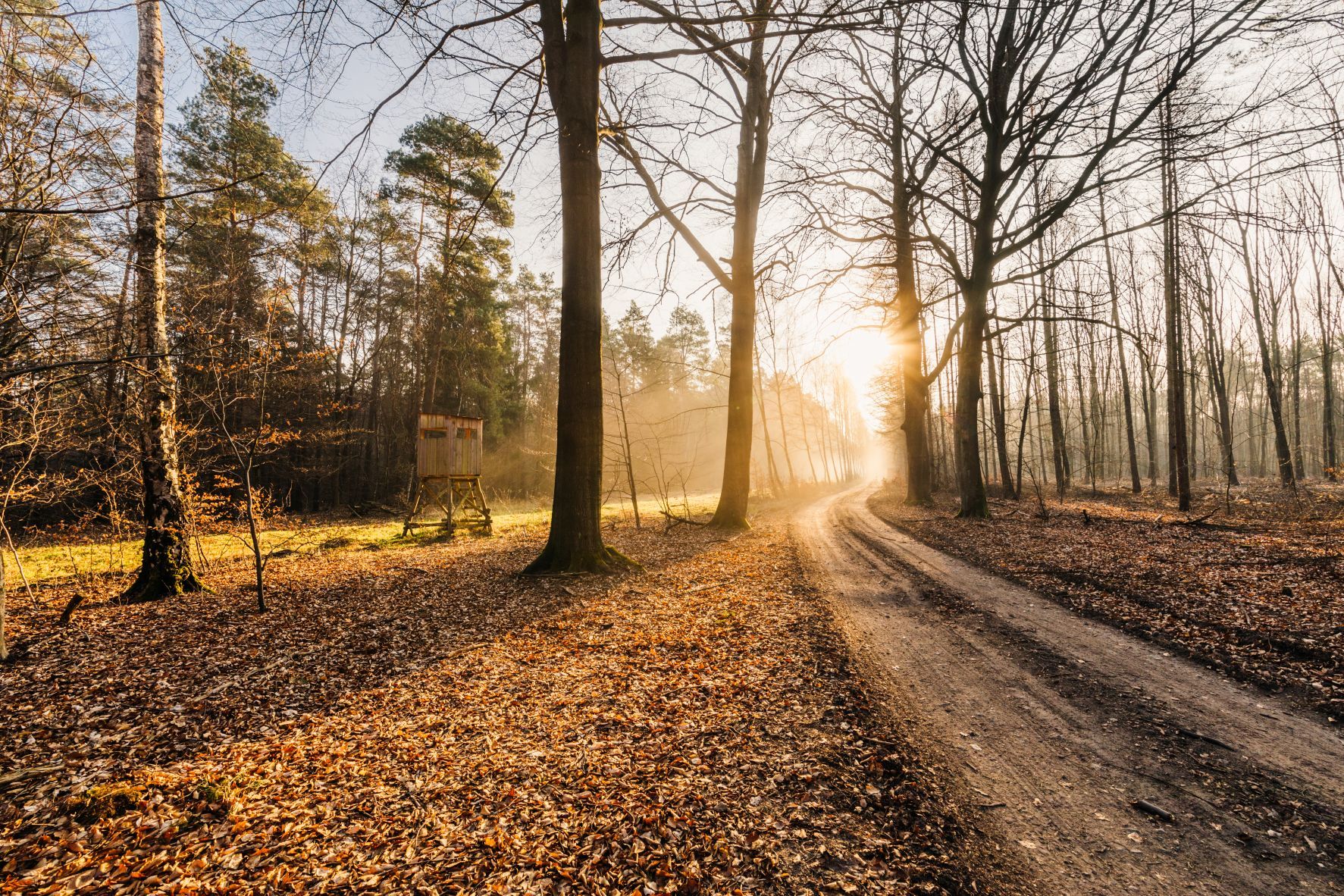 sonnendurchfluteter Wald in der Dahlener Heide