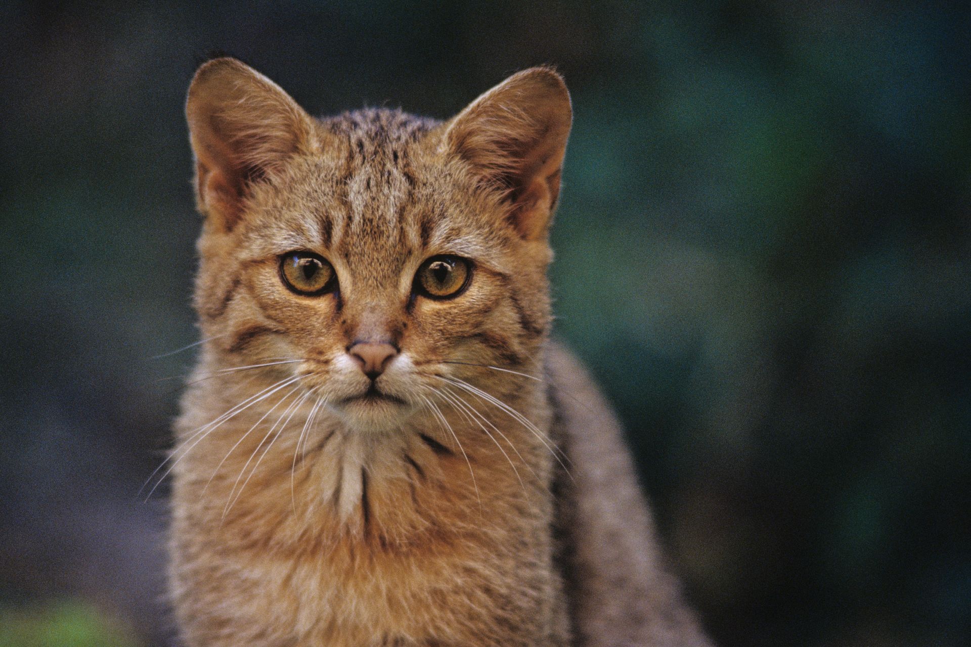 Bild einer Wilkatze