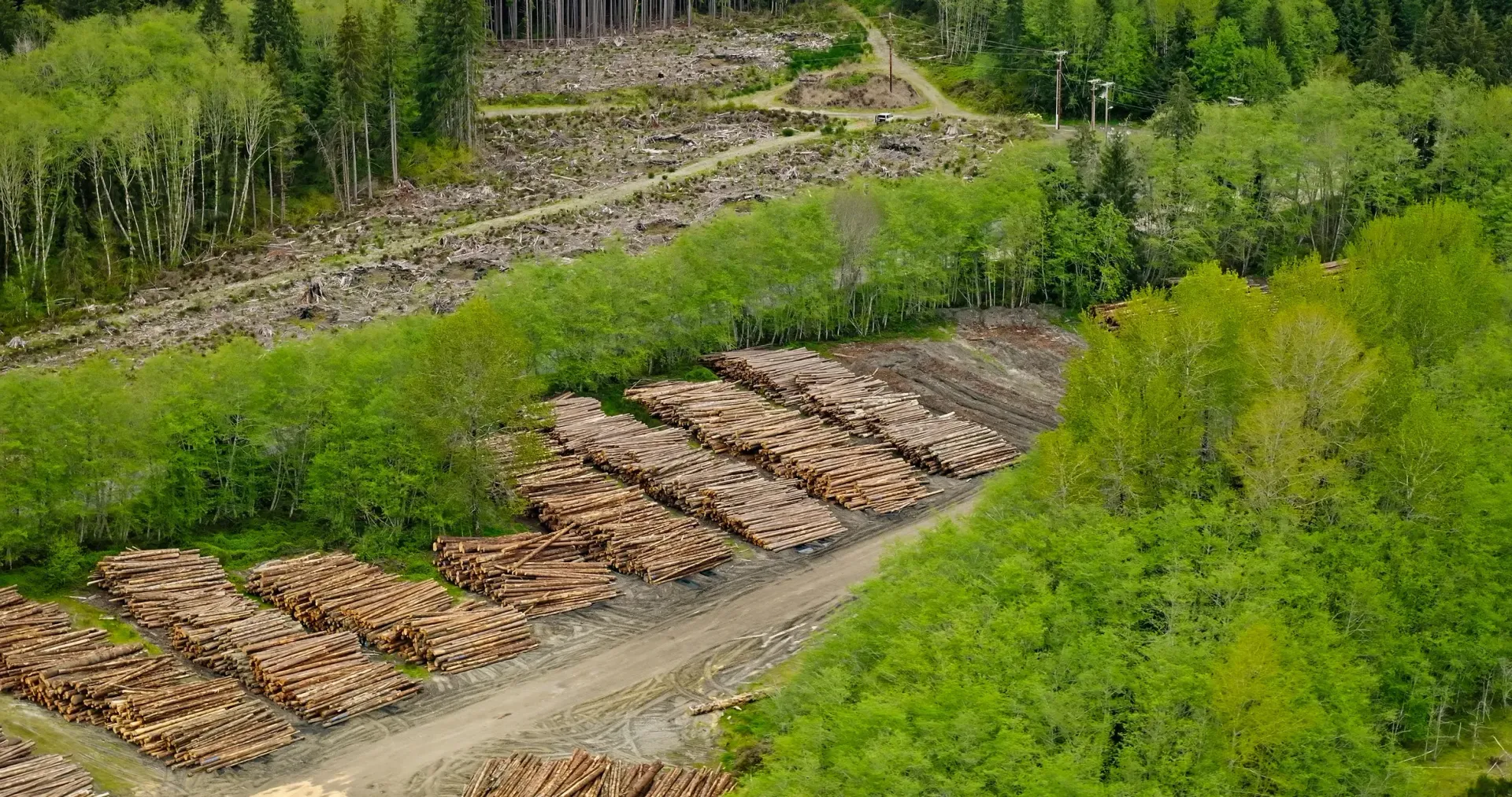 Stacked logs along a dirt road in a green forest clearing