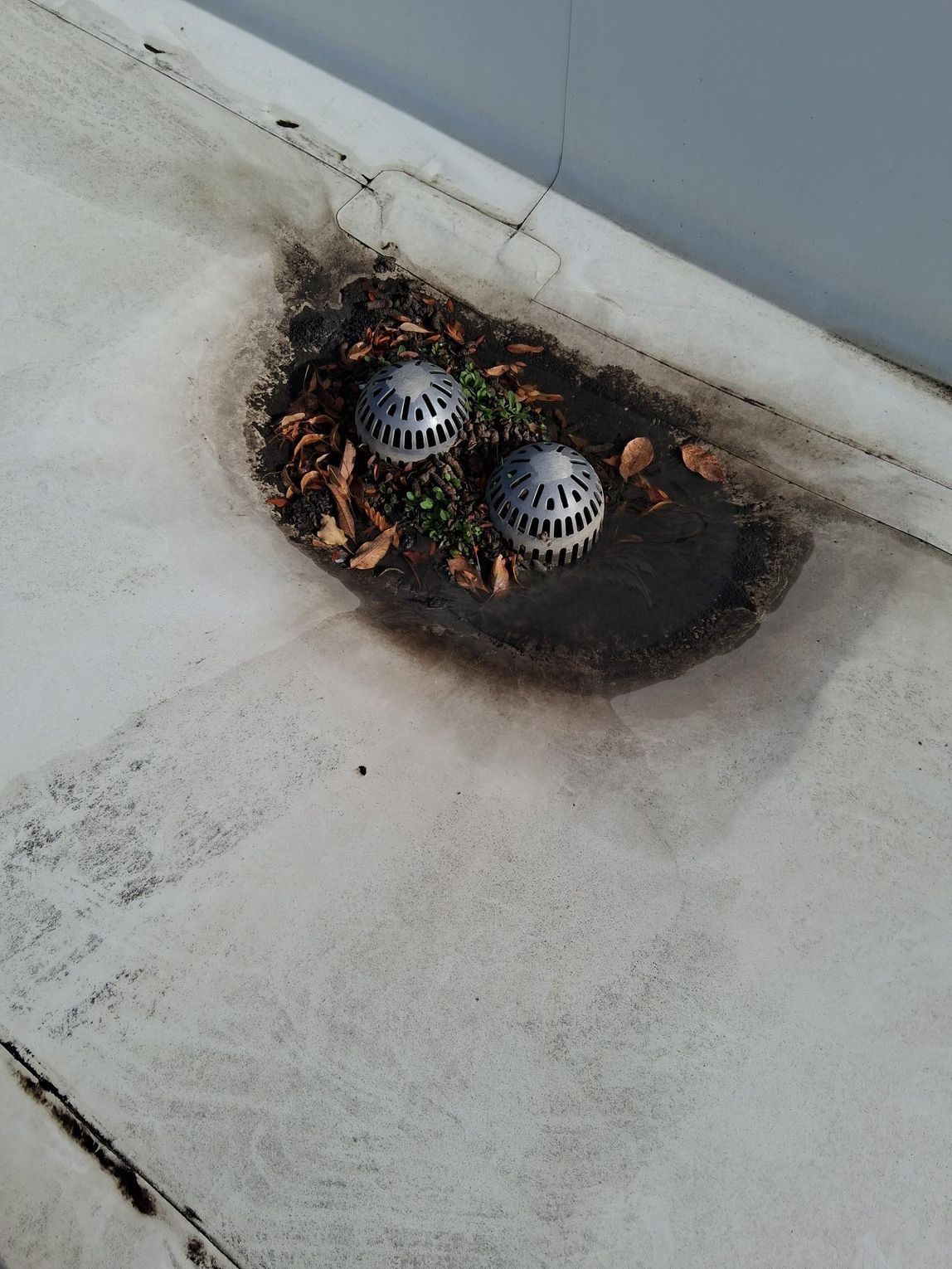 A clogged, debris-filled roof drain on a flat white surface with two silver strainer caps.