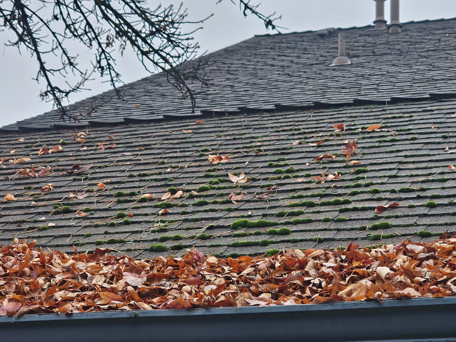 A roof covered in patches of green moss and scattered brown leaves, with a rain gutter overflowing with dry autumn leaves.