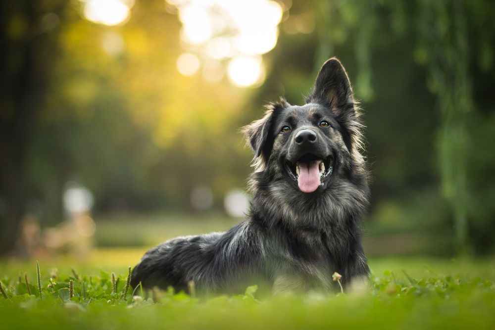 Black dog sitting in a grassy park, tongue out, with blurred trees and sunlight in the background