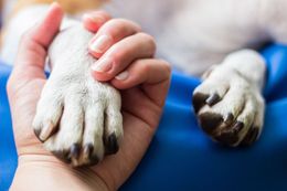 Human hand gently holding a dog’s white paw on a blue blanket