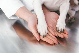 Veterinarian gently holding a dog’s paws on a exam table