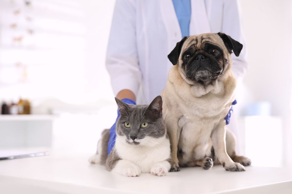 Gray cat and pug sitting on a white exam table with a person in a lab coat behind them