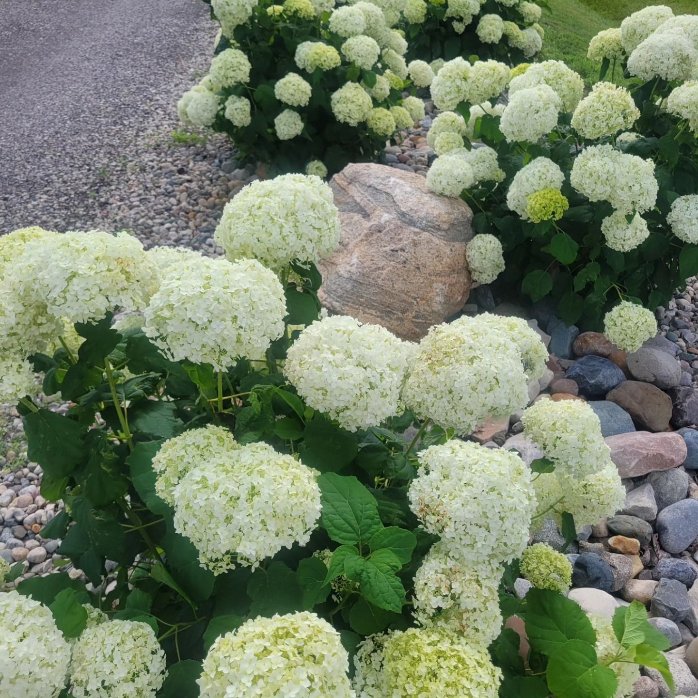 White hydrangea blooms in a rock garden with gravel and stones