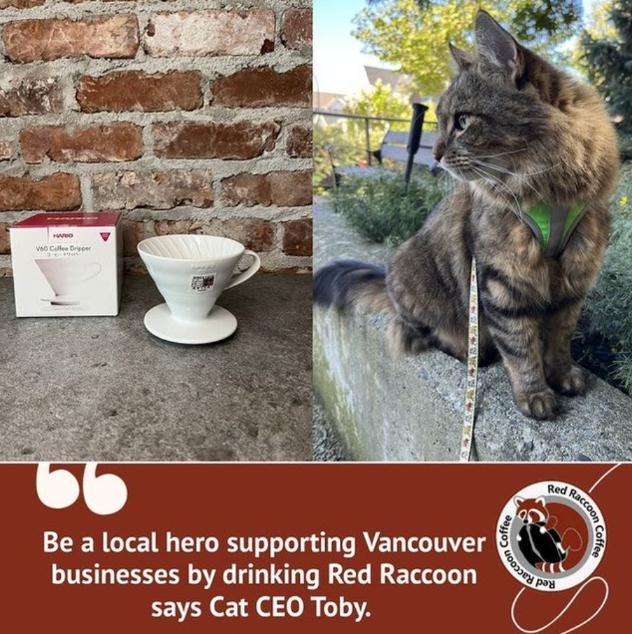 A cat on a leash next to a cup of coffee