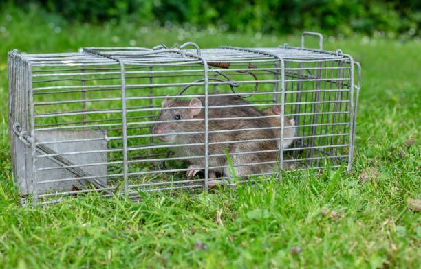 A rat is in a cage in the grass.