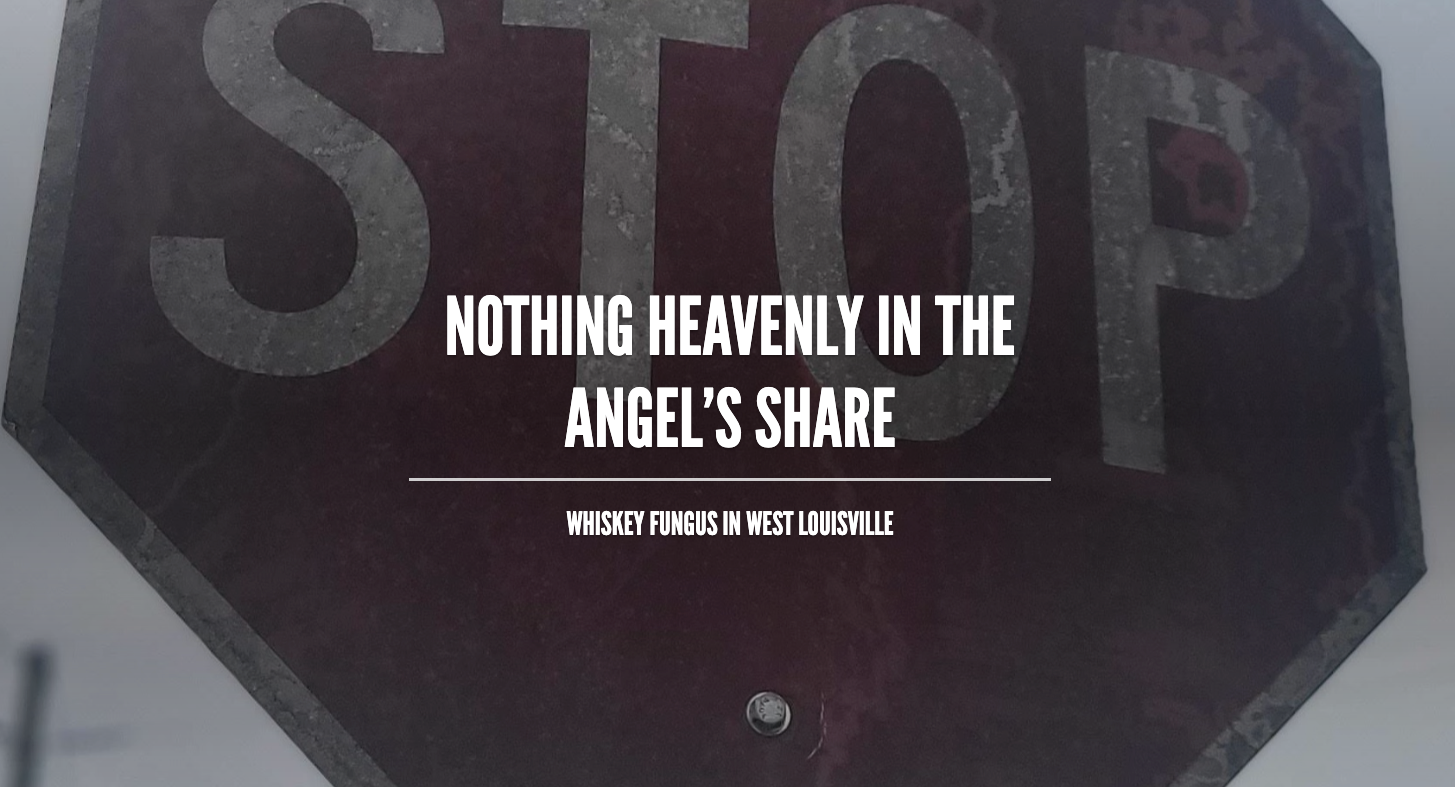 Blog cover image featuring black fungus on a Stop sign and the blog title 
