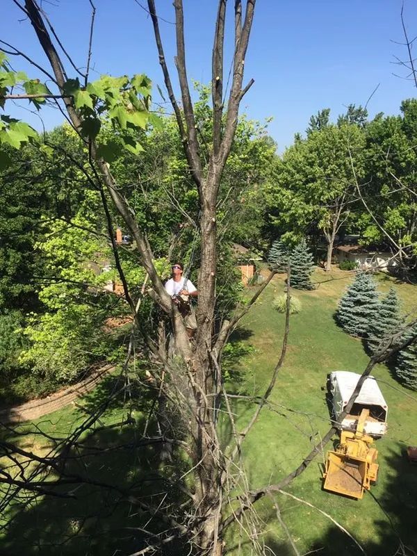 A man is sitting on top of a tree in a yard.