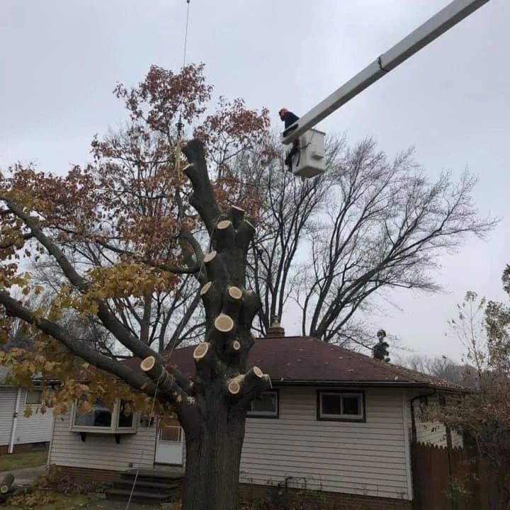 A man in a bucket is cutting a tree in front of a house.
