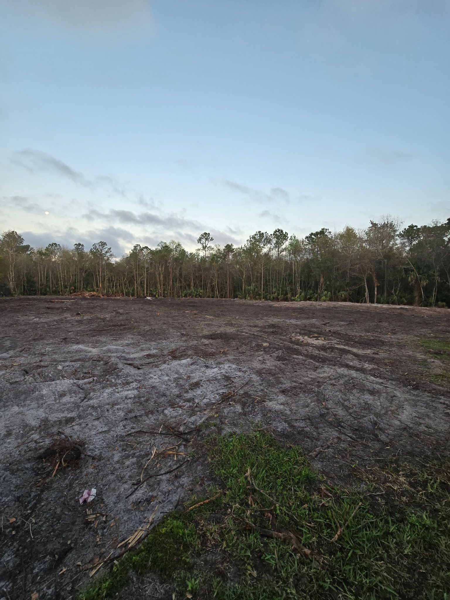 Empty charred field with a line of trees under a cloudy sky