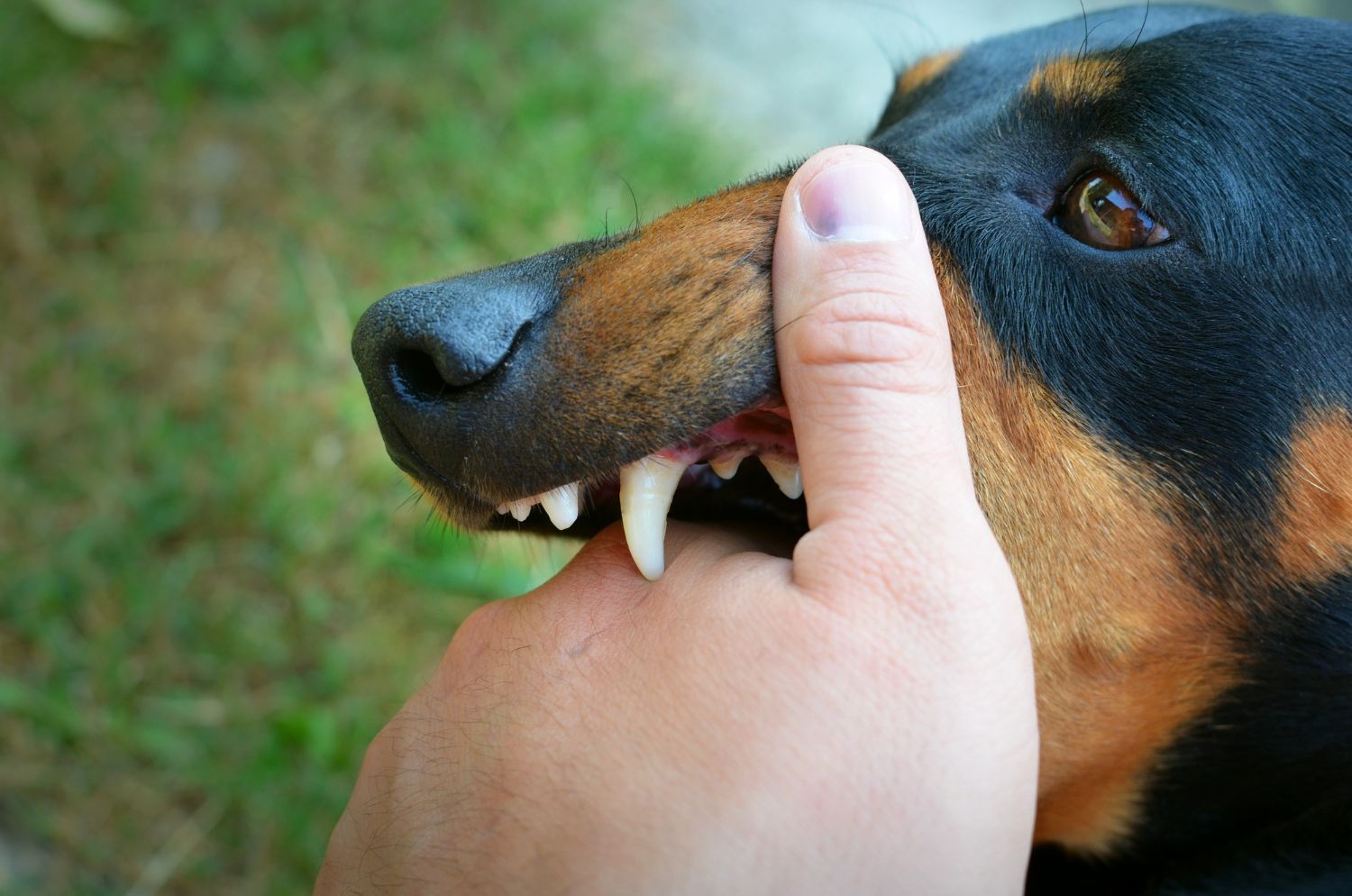 Close-up of a dog's snout biting a person's finger, teeth visible, black and tan fur.