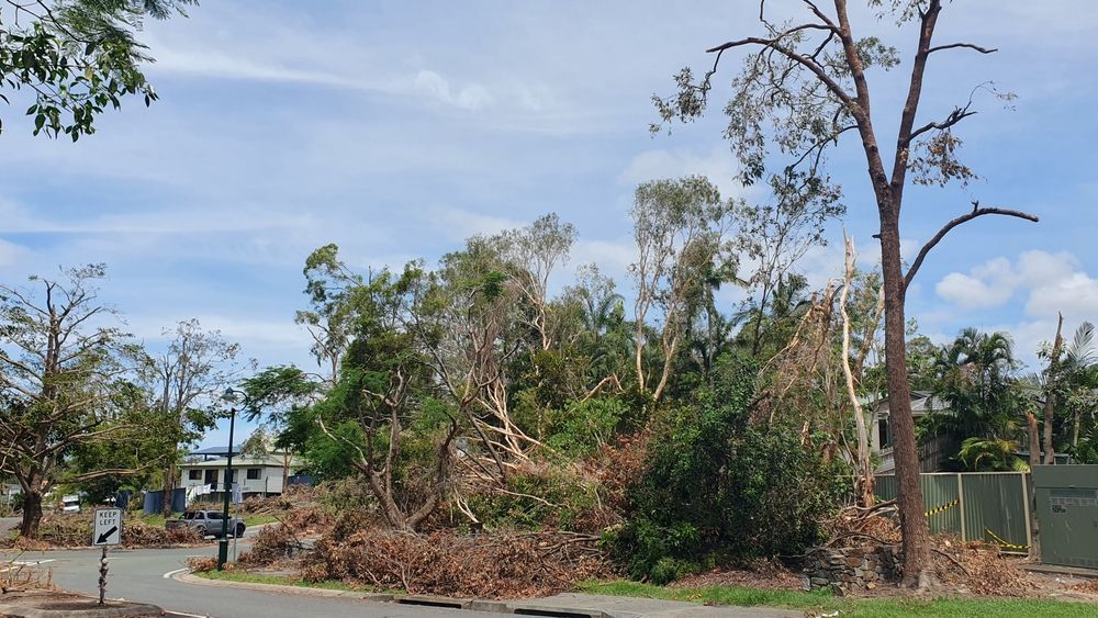 Damaged trees and debris scattered after a storm in a residential area.