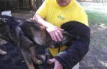 Sierra Canine Working Dogs