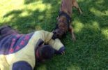 Sierra Canine Working Dogs