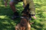 Sierra Canine Working Dogs