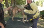 Sierra Canine Working Dogs