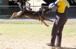 Sierra Canine Working Dogs