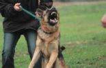 Sierra Canine Working Dogs