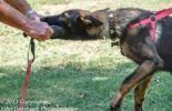 Sierra Canine Working Dogs