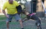 Sierra Canine Working Dogs
