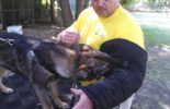 Sierra Canine Working Dogs