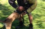 Sierra Canine Working Dogs