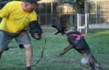 Sierra Canine Working Dogs