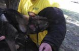 Sierra Canine Working Dogs