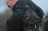Sierra Canine Working Dogs