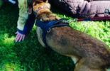 Sierra Canine Working Dogs