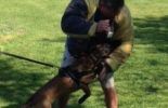 Sierra Canine Working Dogs