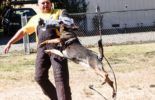 Sierra Canine Working Dogs