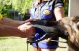 Sierra Canine Working Dogs