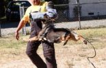 Sierra Canine Working Dogs