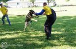 Sierra Canine Working Dogs