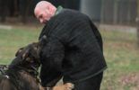 Sierra Canine Working Dogs
