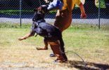 Sierra Canine Working Dogs