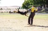 Sierra Canine Working Dogs