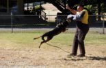 Sierra Canine Working Dogs