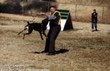 Sierra Canine Working Dogs